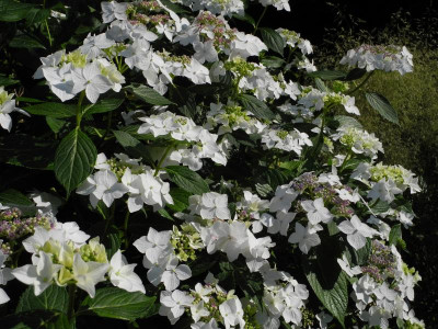 Lanarth White 2021-07-16.JPG