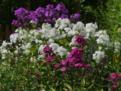 Gruppe Phlox.JPG