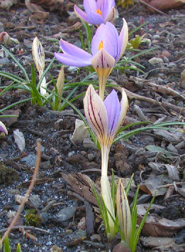 Crocus_imperatii_de_Jaeger020.jpg
