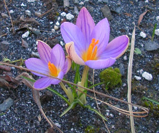 Crocus_imp_dJae_019.jpg