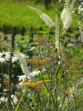 Fenchel_Silberkerze.jpg