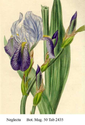 Iris_neglecta_Curtis.jpg