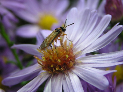Aster-Sep-3.jpg