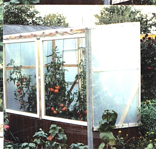 Tomaten_reifen1.jpg