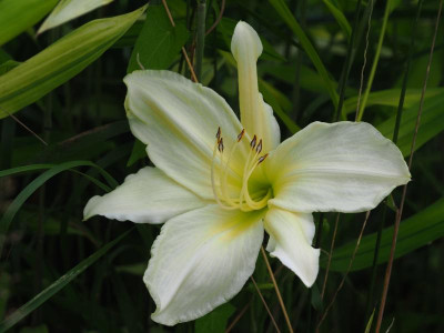 Dad's Best White 1984 Viette P7160571.JPG