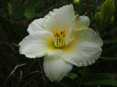 White Temptation 1978 Sellers P7160572.JPG