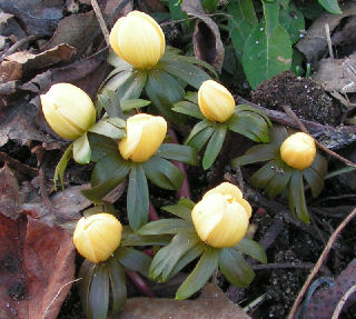 Eranthis_Schwefelglanz_009.jpg