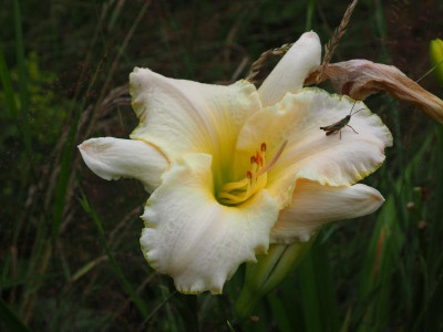 White Rose Memorial 2007 Tamberg P7160574.JPG