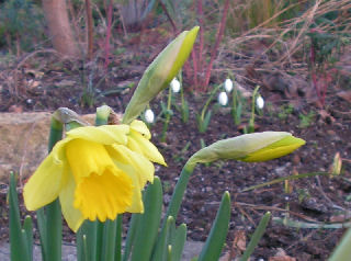 Narcissus_RijnEarly_Sens_013.jpg