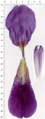 Iris_kochii__BB__Hang02sc___P_.jpg