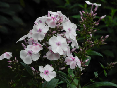 Alabaster 2021-07-13.JPG