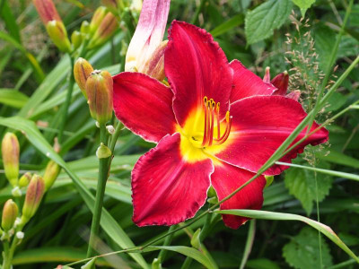 Sachsen Samtkleid P7160577.JPG