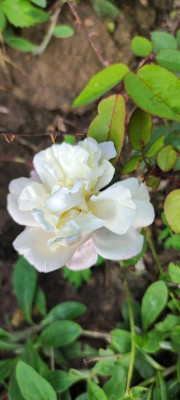 IMG_20210717_181000.jpg