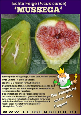 Mussega_Feigenbaum_Sorte.jpg