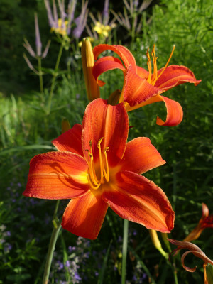 2021-07-15 Hemerocallis 'Rajah' 1.jpg