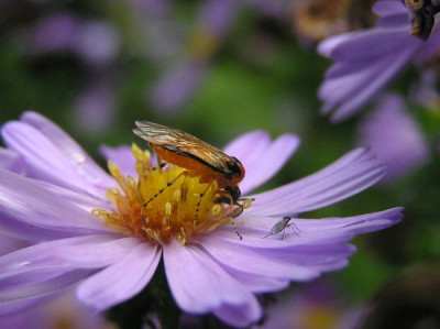 Aster-Sep-2.jpg
