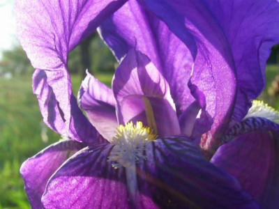 Iris_germanica_fur_Hans_PIC_0486.jpg
