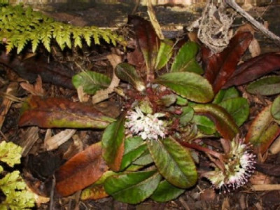 Chrysosplenium_macrophyllum_Pflanze.JPG
