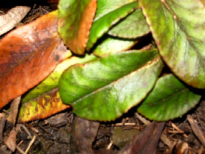 Chrysosplenium_macrophyllum_Blatter.JPG