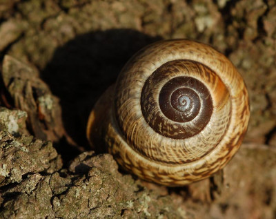 Wendelschnecke.jpg