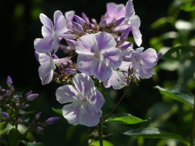 2021_0717JuliMitte0001.JPG