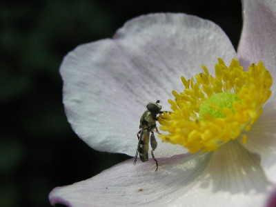 Herbstanemone-Sep-3.jpg