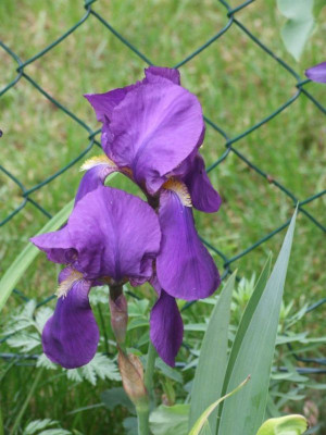 Iris_illyrica_Kochii_DSCF4324.jpg