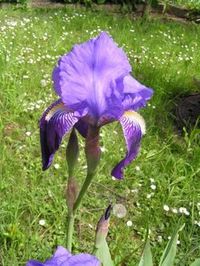 Iris_Korsika11.jpg