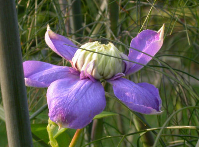 Blue_Light_in_Fenchel.jpg