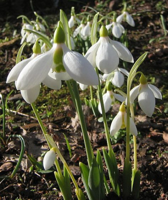 Galanthus_elwesii_20080125_01.jpg