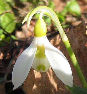 Galanthus_elwesii_20080125_02.jpg