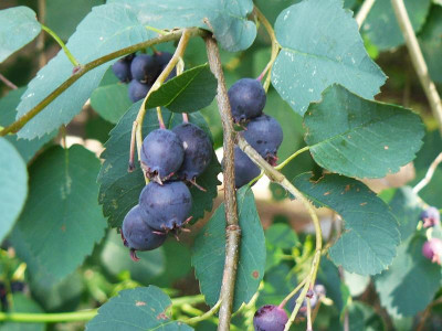 Offene Gärten 3292.jpg
