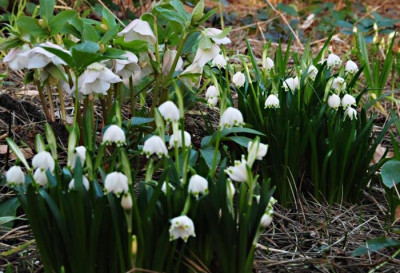 Fruehling-Jan-2608.jpg