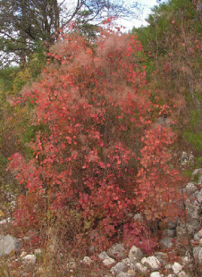 Cotinus_436.jpg