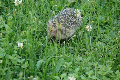 Igel 2021-07-18.jpg