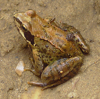 Frosch_01-1-k.jpg