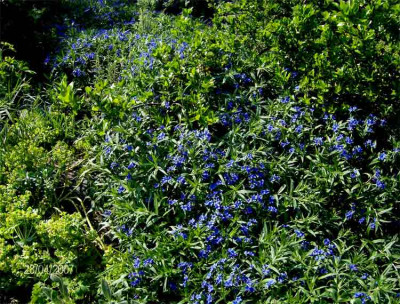 Steinsame-blau-250407.jpg