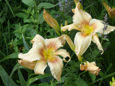2021-07-18 Hemerocallis 1.jpg
