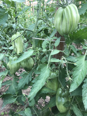 fiamante 17.07.21.jpg