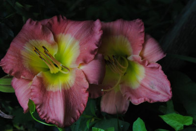 DSC_0594.JPG