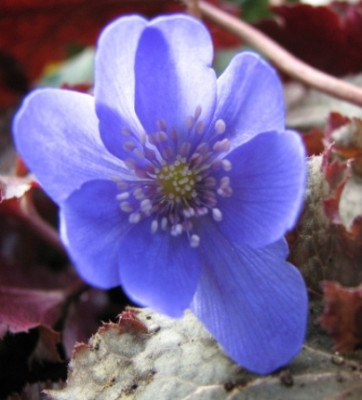 26.01.08-7335_Hepatica_nobilis.JPG