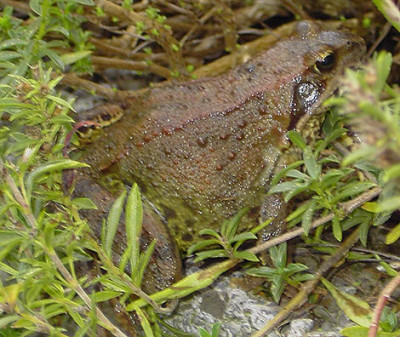 Frosch_02-2-k.jpg