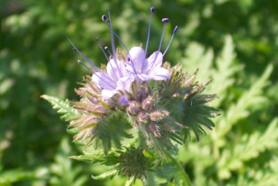 phacelia.JPG