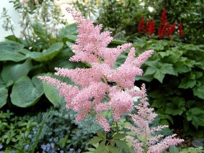 Astilbe.jpg