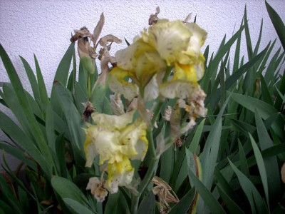 Iris2_fur_2007_033.jpg
