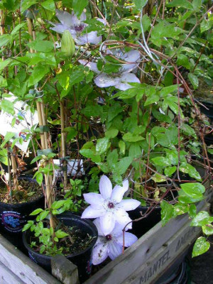 Clematis_Ivan_Olsson.jpg