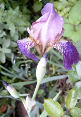 Iris_germanica_Juni.jpg