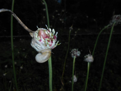 DSCN2204.JPG