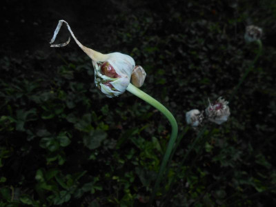 DSCN2207.JPG