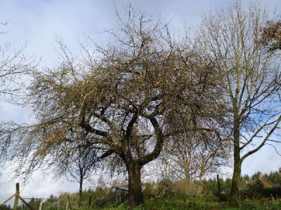 EdelborsdorferStemel_600x600_78KB.jpg